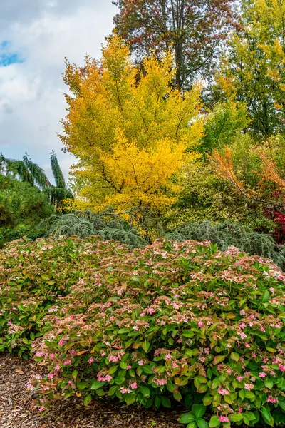 Seattle, Washington 'daki Kubota Gardens' ta çeşitli sonbahar ağaçları ve çiçekler var..