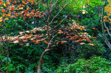 Seattle, Washington 'daki Kubota Gardens' ta sonbaharın son yapraklarına sahip bir ağaç manzarası..