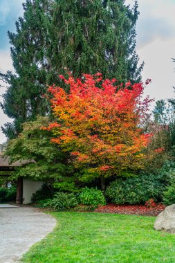 Seattle, Washington 'daki Kubota Gardens girişinin yanındaki güz ağaçları..