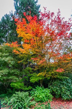 Seattle, Washington 'daki Kubtoa Bahçeleri' nden renkli otumna yaprakları.