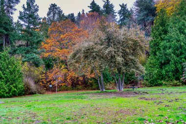 Sonbaharın sonlarında Batı Seattle, Washington 'da bir parkta ağaçların ve çimlerin çekildiği bir manzara..