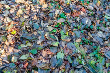 Des Moines, Washington 'daki kış yapraklarının arka plan fotoğrafı..
