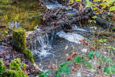 Washington 'daki Des Moines Deresi' nin sularına, çevreleyen yapraklar yansıyor..