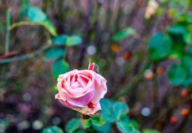 Aralık ayında Seatac, Washington 'da bir bahçede güller açar..