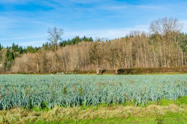 A view of farmland in winter near Auburn, Washington. clipart