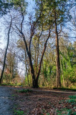 Decmber 'daki Normandiya Parkı, Washington' daki çıplak ağaçların manzarası.