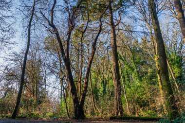 Decmber 'daki Normandiya Parkı, Washington' daki çıplak ağaçların manzarası.