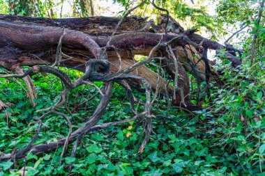 Normandy Park, Washington 'daki bir parkta eğri büğrü bir odun ağacı.
