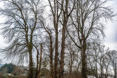 A view of bare trees in Kent, Washington in January. clipart