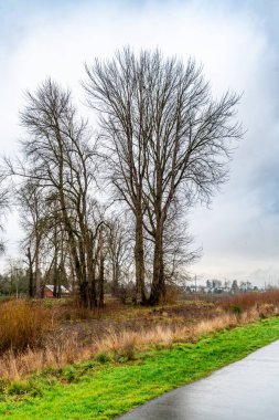 A view of bare trees in Kent, Washington in January. clipart