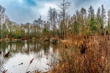Randrops, Washington 'daki West Hylebos Wetlands Parkı' nda bir gölün yüzeyine çarptı..