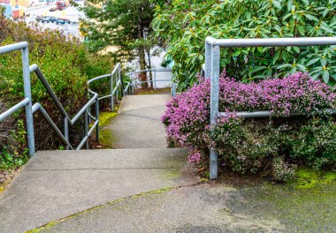 Batı Seattle, Washington 'daki Jack Block Park' ta bahar çiçekleri açıyor..
