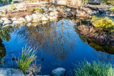Ağaçlar Seatac, Washington 'daki bir bahçedeki bir gölün yüzeyine yansıyor..