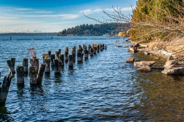 Washington, Renton 'da Washington Gölü kıyısındaki eski kazıklar.