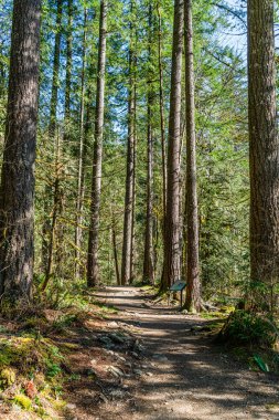 Washington 'da İkiz Şelale' ye giden yol ağaçlarla dolu..