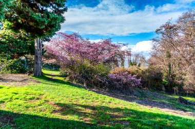 Batı Seattle, Washington 'da bir ağaçta pembe bahar çiçekleri açıyor..
