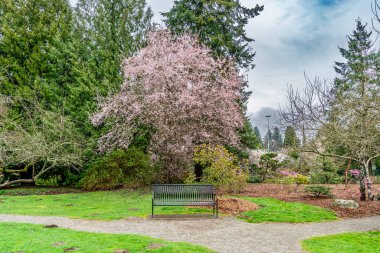 Baharda beyaz çiçekli büyük bir ağaç. Seatac, Washington 'da bulundu..