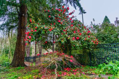 Washington, Seatac 'ta bir Camelia ağacında parlak kırmızı çiçekler..