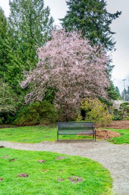 Baharda beyaz çiçekli büyük bir ağaç. Seatac, Washington 'da bulundu..