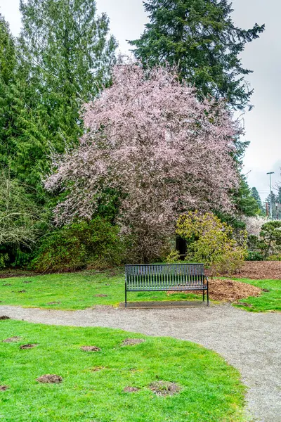 Baharda beyaz çiçekli büyük bir ağaç. Seatac, Washington 'da bulundu..
