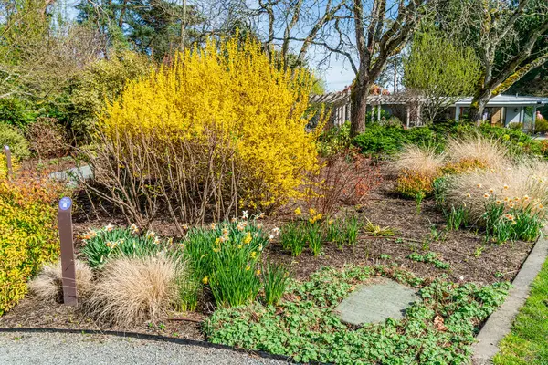 Bellevue, Washington 'da bir bahçede parlak sarı bir çalı.
