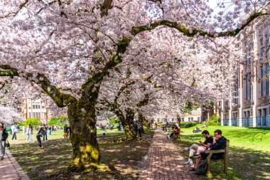 Seattle WA, ABD - 3 Nisan 2025: Kalabalıklar İlkbaharda Washington Üniversitesi 'nde kiraz çiçeklerinin keyfini çıkarıyorlar.