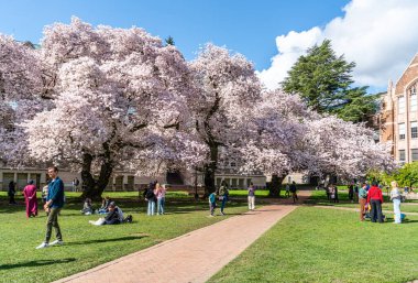 Seattle WA, ABD - 3 Nisan 2025: Kalabalıklar İlkbaharda Washington Üniversitesi 'nde kiraz çiçeklerinin keyfini çıkarıyorlar.