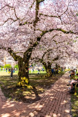 Seattle WA, ABD - 3 Nisan 2025: Kalabalıklar İlkbaharda Washington Üniversitesi 'nde kiraz çiçeklerinin keyfini çıkarıyorlar.