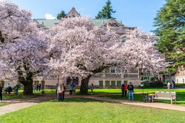 Seattle WA, ABD - 3 Nisan 2025: Kalabalıklar İlkbaharda Washington Üniversitesi 'nde kiraz çiçeklerinin keyfini çıkarıyorlar.