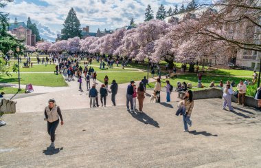 Seattle WA, ABD - 3 Nisan 2025: Kalabalıklar İlkbaharda Washington Üniversitesi 'nde kiraz çiçeklerinin keyfini çıkarıyorlar.