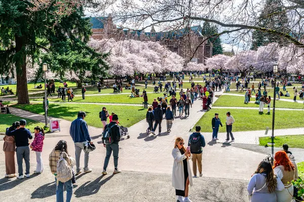 Seattle WA, ABD - 3 Nisan 2025: Kalabalıklar İlkbaharda Washington Üniversitesi 'nde kiraz çiçeklerinin keyfini çıkarıyorlar.