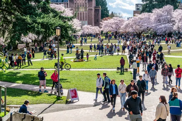 Seattle WA, ABD - 3 Nisan 2025: Kalabalıklar İlkbaharda Washington Üniversitesi 'nde kiraz çiçeklerinin keyfini çıkarıyorlar.