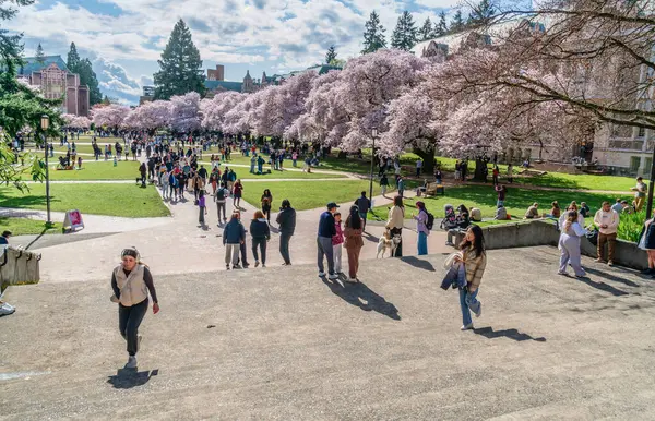 Seattle WA, ABD - 3 Nisan 2025: Kalabalıklar İlkbaharda Washington Üniversitesi 'nde kiraz çiçeklerinin keyfini çıkarıyorlar.