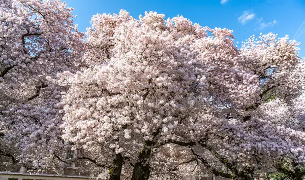 Seattle, Washingto 'da bahar kiraz çiçekleri bolluğu.