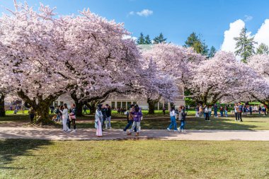 Seattle WA, ABD - 3 Nisan 2025: Kalabalıklar İlkbaharda Washington Üniversitesi 'nde kiraz çiçeklerinin keyfini çıkarıyorlar.