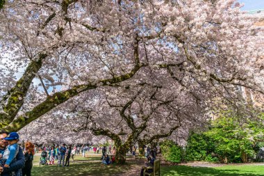 Seattle WA, ABD - 3 Nisan 2025: Kalabalıklar İlkbaharda Washington Üniversitesi 'nde kiraz çiçeklerinin keyfini çıkarıyorlar.
