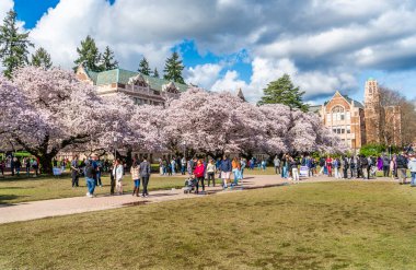 Seattle WA, ABD - 3 Nisan 2025: Kalabalıklar İlkbaharda Washington Üniversitesi 'nde kiraz çiçeklerinin keyfini çıkarıyorlar.
