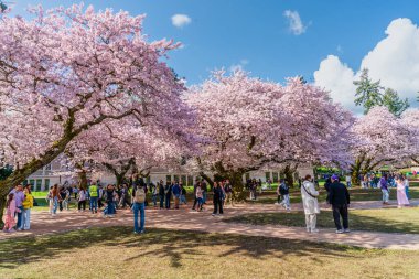 Seattle WA, ABD - 3 Nisan 2025: Kalabalıklar İlkbaharda Washington Üniversitesi 'nde kiraz çiçeklerinin keyfini çıkarıyorlar.