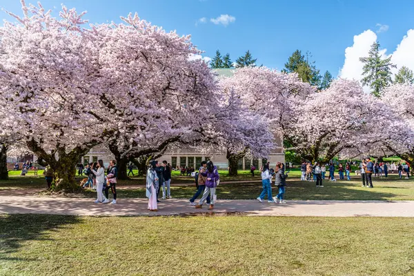 Seattle WA, ABD - 3 Nisan 2025: Kalabalıklar İlkbaharda Washington Üniversitesi 'nde kiraz çiçeklerinin keyfini çıkarıyorlar.