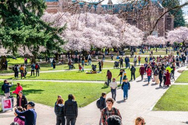 Seattle WA, ABD - 3 Nisan 2025: Kalabalıklar İlkbaharda Washington Üniversitesi 'nde kiraz çiçeklerinin keyfini çıkarıyorlar.