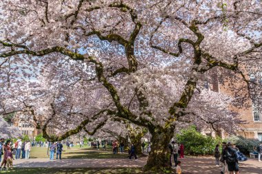 Seattle WA, ABD - 3 Nisan 2025: Kalabalıklar İlkbaharda Washington Üniversitesi 'nde kiraz çiçeklerinin keyfini çıkarıyorlar.