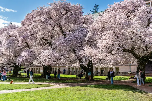 Seattle WA, ABD - 3 Nisan 2025: Kalabalıklar İlkbaharda Washington Üniversitesi 'nde kiraz çiçeklerinin keyfini çıkarıyorlar.