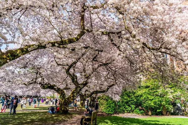Seattle WA, ABD - 3 Nisan 2025: Kalabalıklar İlkbaharda Washington Üniversitesi 'nde kiraz çiçeklerinin keyfini çıkarıyorlar.