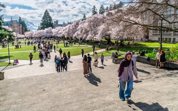 Seattle WA, ABD - 3 Nisan 2025: Kalabalıklar İlkbaharda Washington Üniversitesi 'nde kiraz çiçeklerinin keyfini çıkarıyorlar.