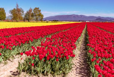 Washington 'daki Skagit Vadisi' nde bir tarladaki laleler..