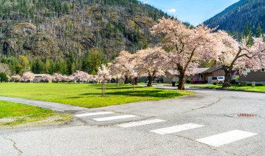 Washington 'da 20. otoyol boyunca Newhalem kasabasında bahar çiçek açıyor..