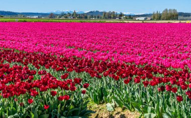 Mount Vernon, Washington 'da pembe laleler..