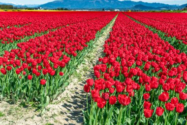 Washington 'daki Vernon Dağı' nda kırmızı lale tarlası..