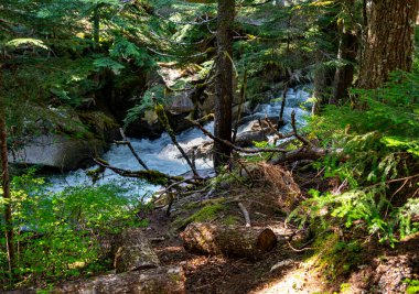 Denny Creek, Washington 'daki orman ağaçlarının yanından akıyor..