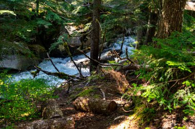 Denny Creek, Washington 'daki orman ağaçlarının yanından akıyor..